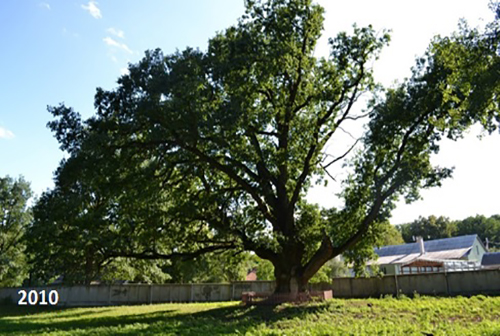 Дуб-великан – произрастает в Жабинском р-не в старинном парке «Аттечизна»